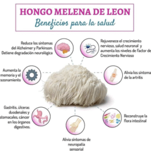 Hericium Erinaceus melena Lion¨S cuerpo fructífero Entero